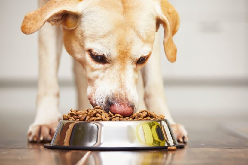 What Is The Best Dog Food For Weight Loss Comparisonsmaster