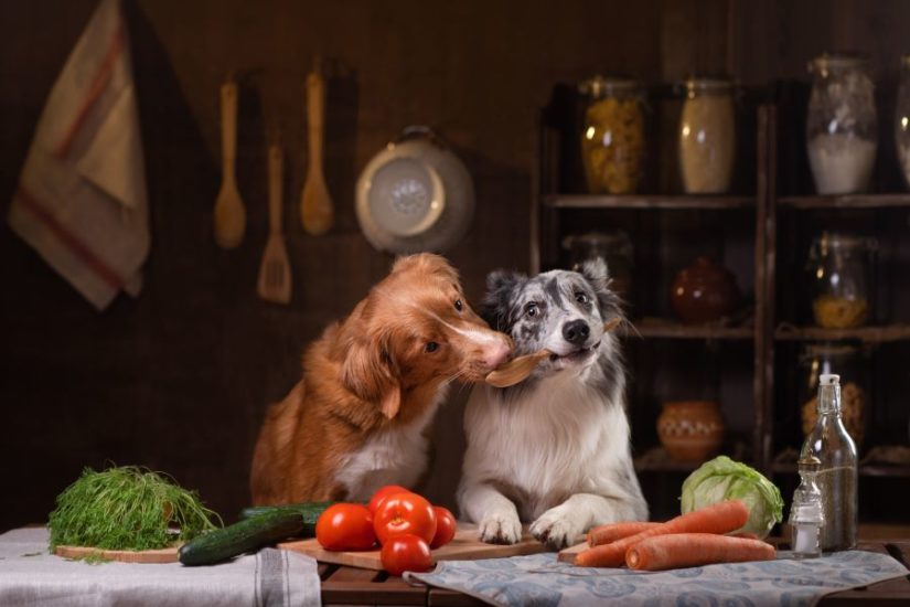 5 Dog Foods That Cause Itching Comparisonsmaster